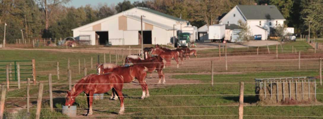 Horses Grazing at Oak Haven